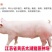 二元母猪价格大型养猪场供应