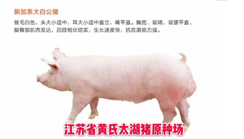 二元母猪价格大型养猪场供应