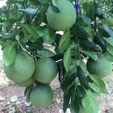 柚子苗，红宝石柚子三红蜜柚泰国青柚