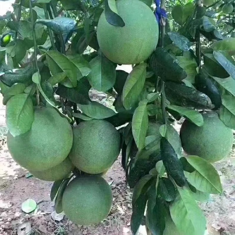 柚子苗，红宝石柚子三红蜜柚泰国青柚