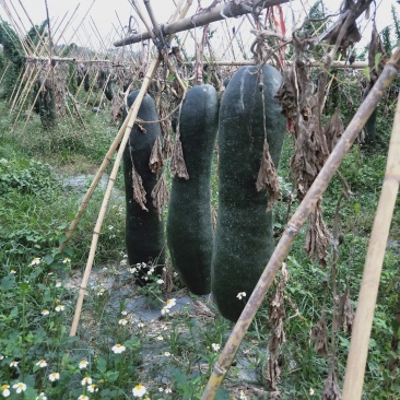 黑皮冬瓜