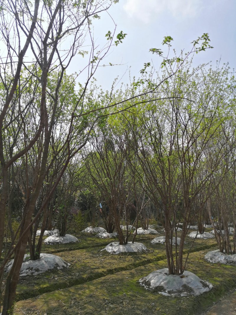 茶条槭熟货7丛生以上