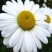 除虫菊种子驱蚊驱虫菊花种籽子多年生混色花种子四季易活盆