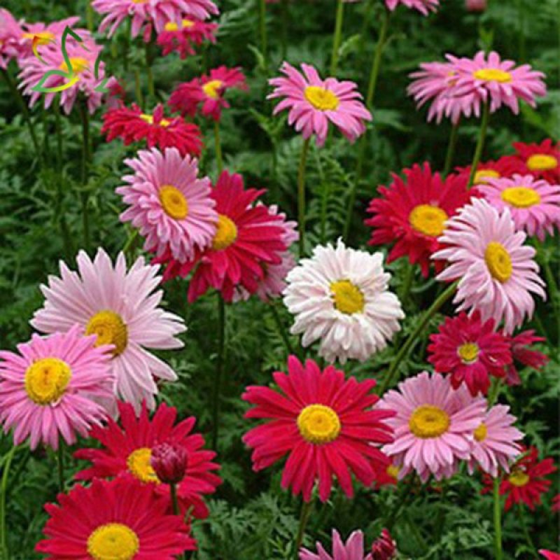 除虫菊种子驱蚊驱虫菊花种籽子多年生混色花种子四季易活盆