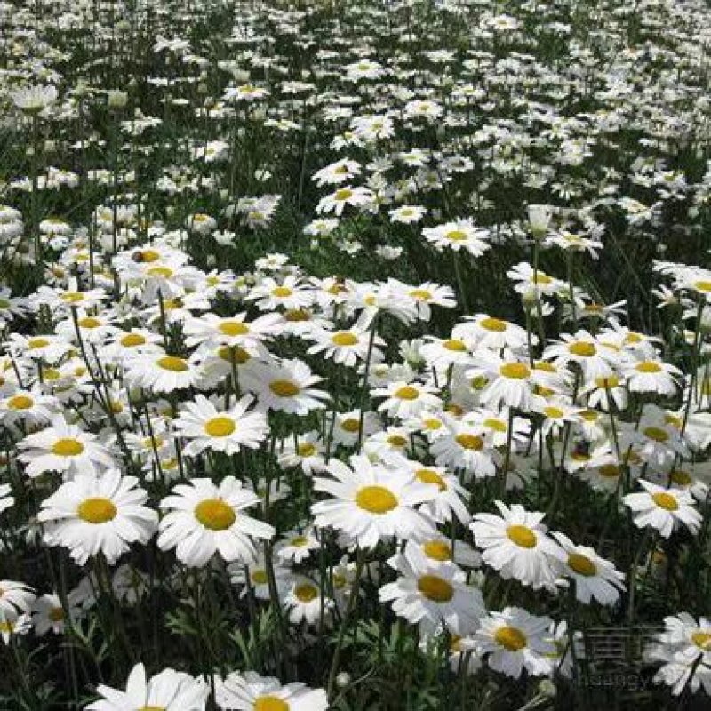 除虫菊种子驱蚊驱虫菊花种籽子多年生混色花种子四季易活盆