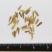 除虫菊种子驱蚊驱虫菊花种籽子多年生混色花种子四季易活盆