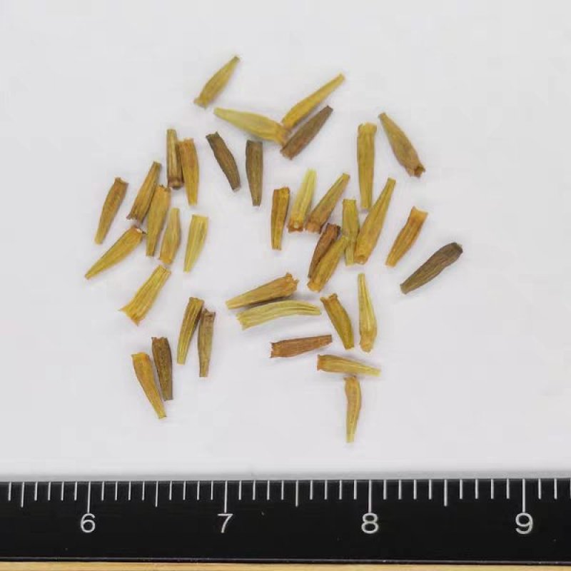 除虫菊种子驱蚊驱虫菊花种籽子多年生混色花种子四季易活盆