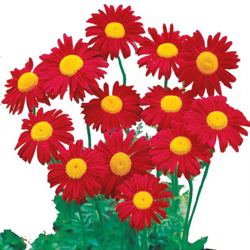 除虫菊种子驱蚊驱虫菊花种籽子多年生混色花种子四季易活盆