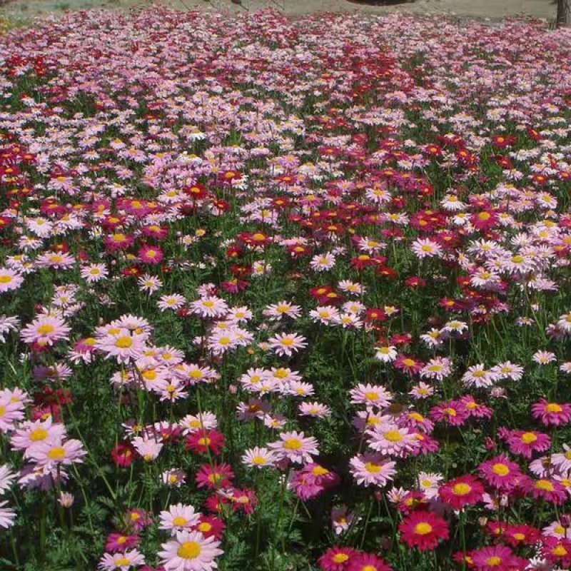除虫菊种子驱蚊驱虫菊花种籽子多年生混色花种子四季易活盆
