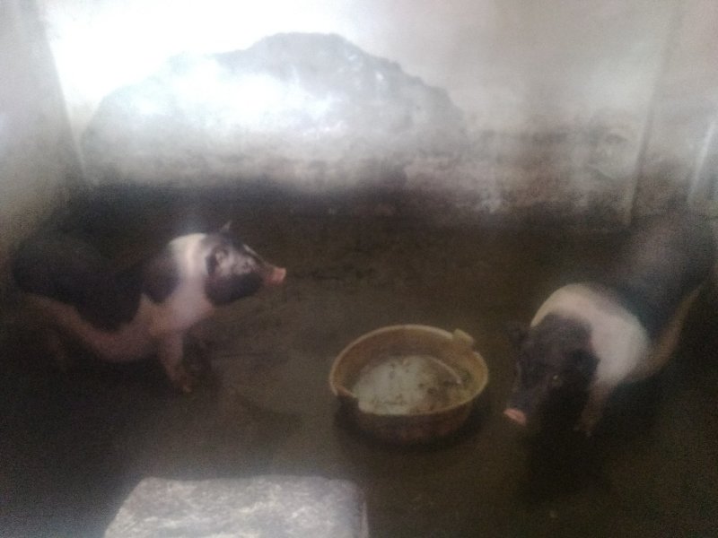 陆川土母猪，土白猪，猪苗，猪花，各种各样的等等