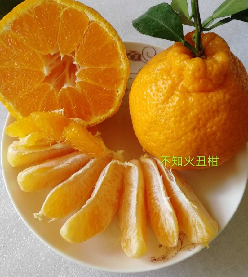 柑橘类