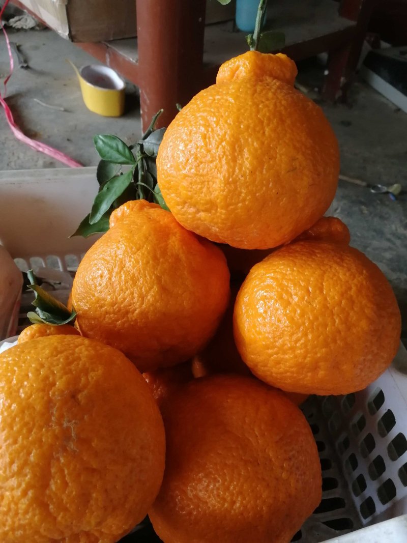 柑橘类