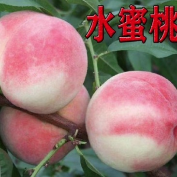 水蜜桃树苗。种植当年结果
