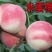 水蜜桃树苗。种植当年结果