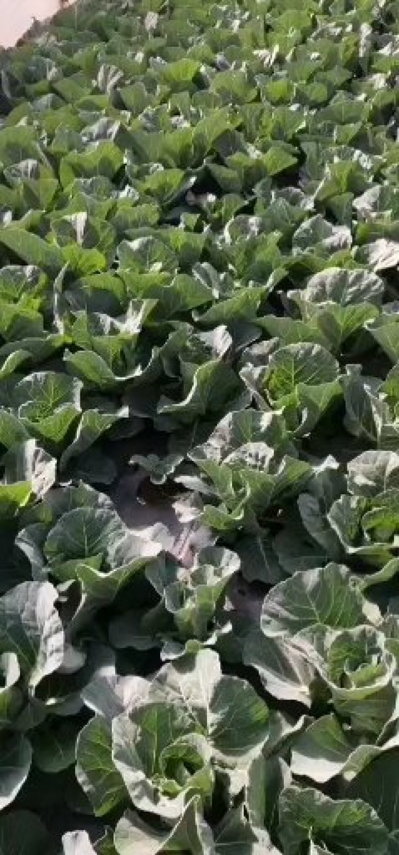 甘蓝小连花白