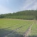 龙胆草苗，种子培育基地大货干货基地直发出芽率高