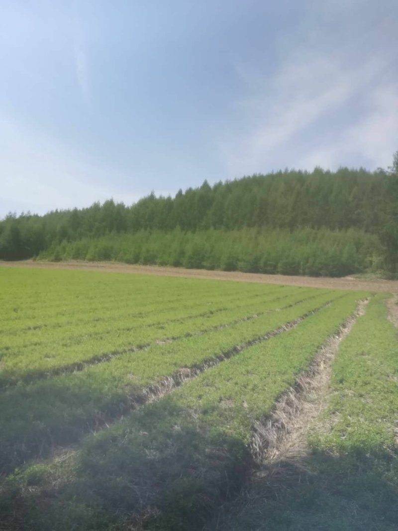 龙胆草苗，种子培育基地大货干货基地直发出芽率高