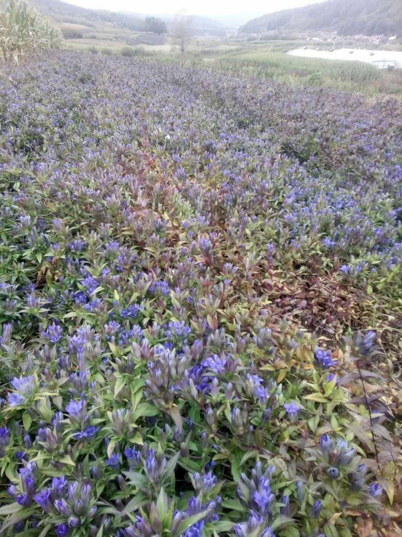 龙胆草苗，种子培育基地大货干货基地直发出芽率高
