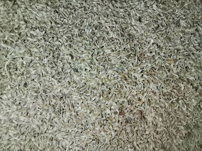 龙胆草苗，种子培育基地大货干货基地直发出芽率高