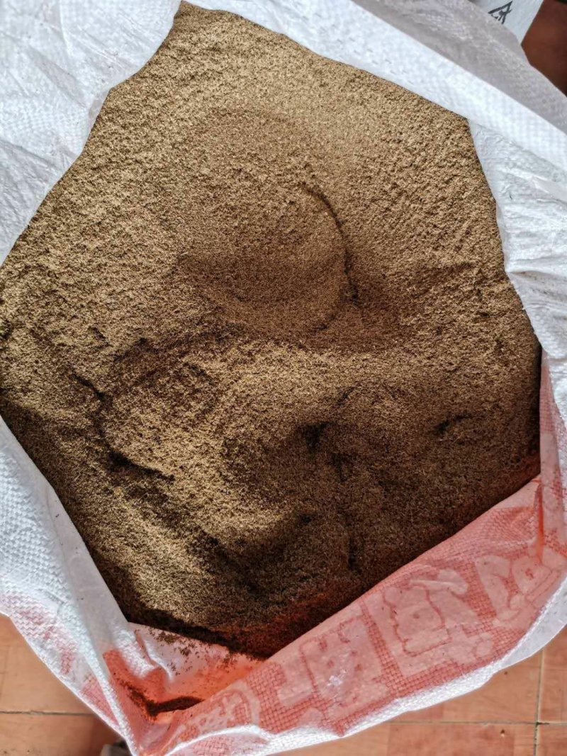 龙胆草苗，种子培育基地大货干货基地直发出芽率高