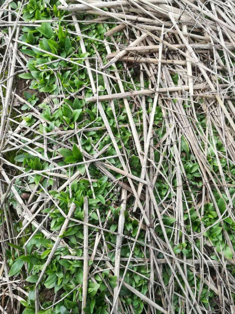 龙胆草苗，种子培育基地大货干货基地直发出芽率高