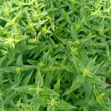 龙胆草苗，种子培育基地大货干货基地直发出芽率高