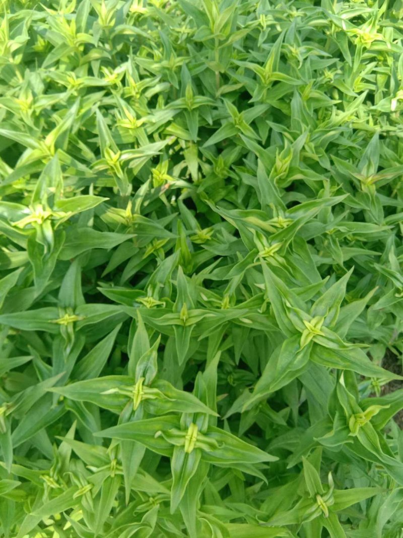 龙胆草苗，种子培育基地大货干货基地直发出芽率高