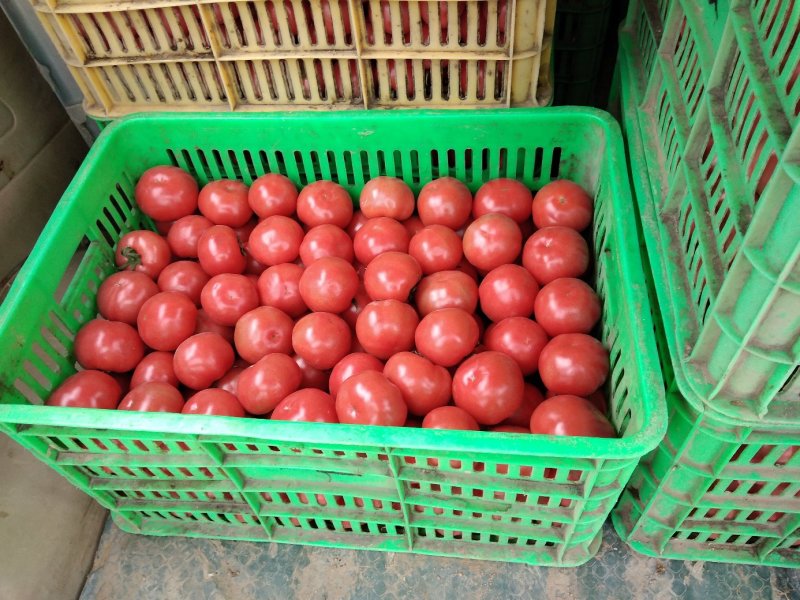 圣女果