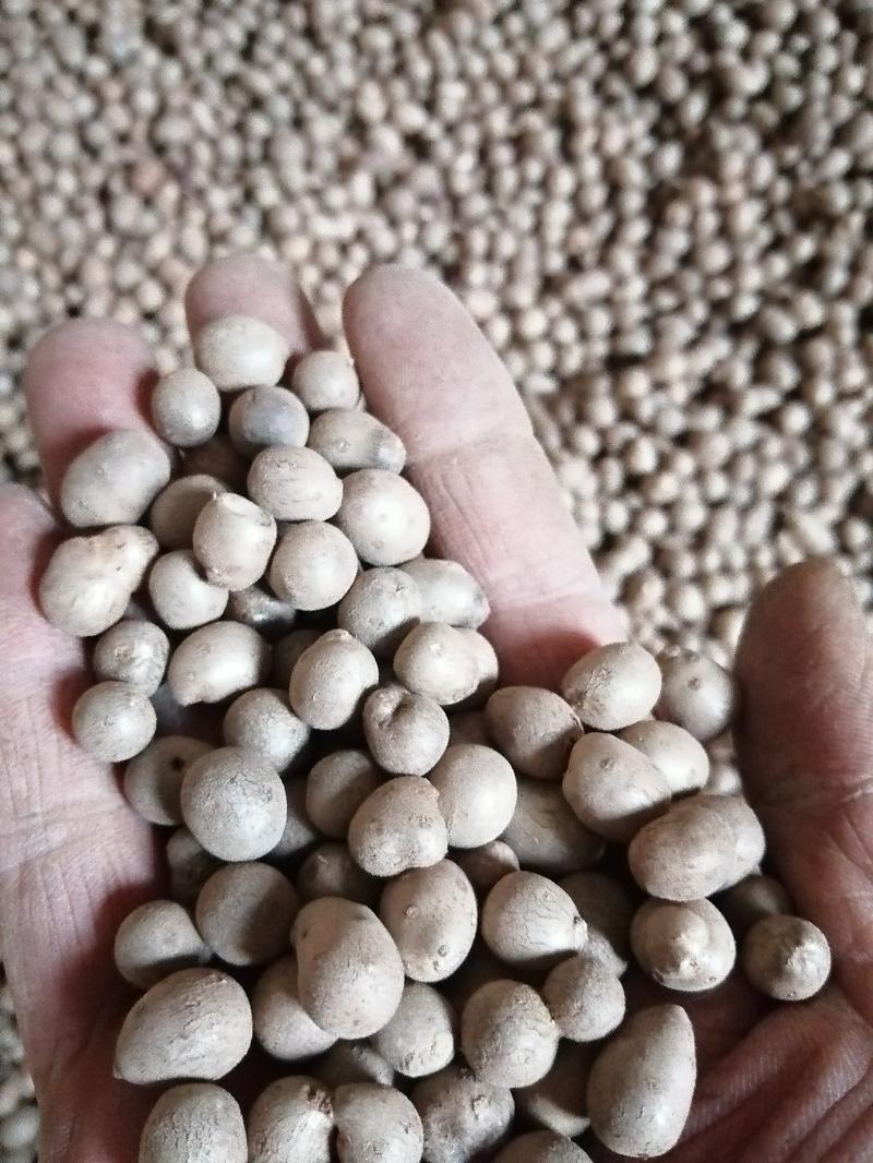 自己种植的白玉山药豆亏本清仓，可以留种子用