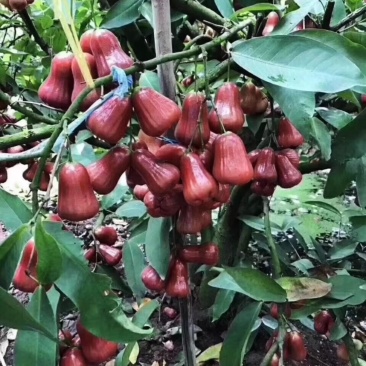 大叶红，黑金刚，黑糖芭芘，