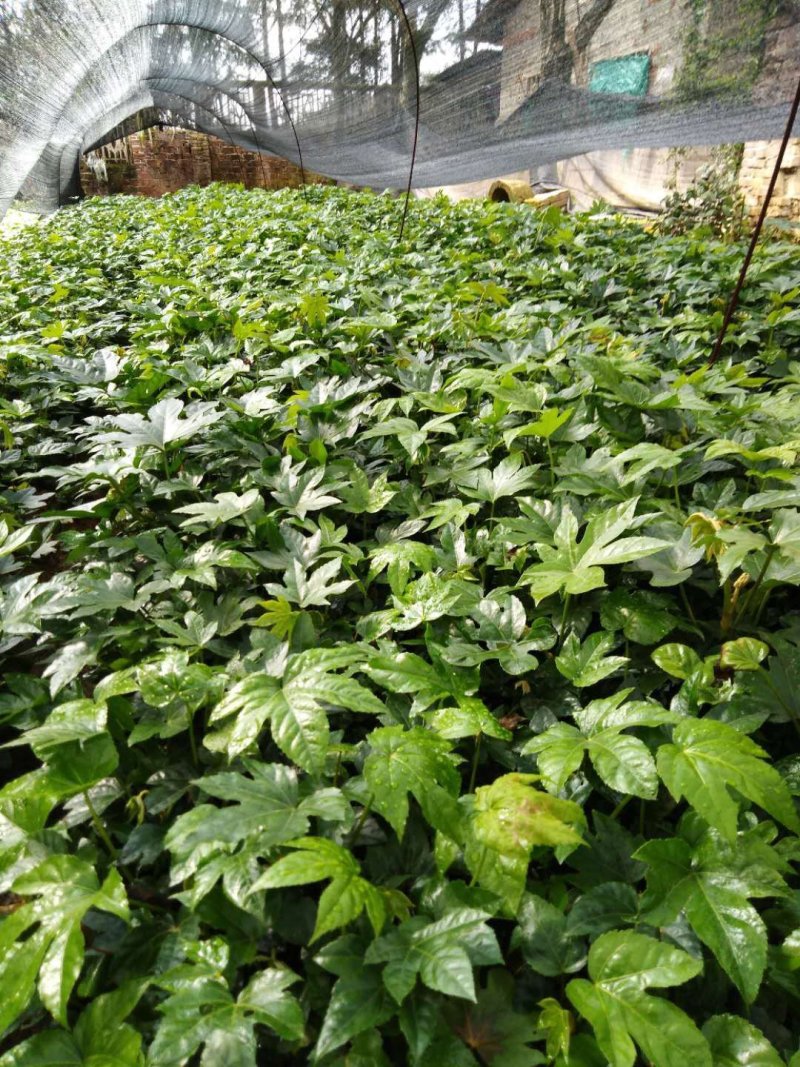 八角金盘小苗粗壮园林色块工程苗