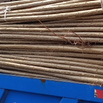 邹平最好的树苗来了