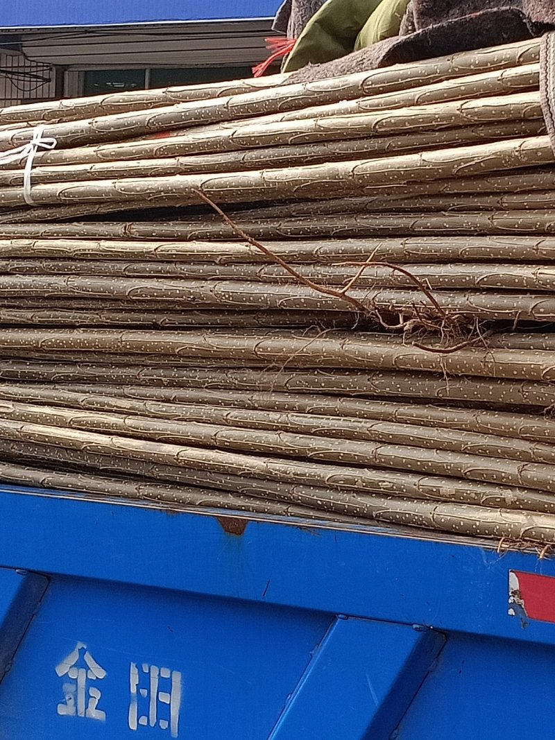 邹平最好的树苗来了