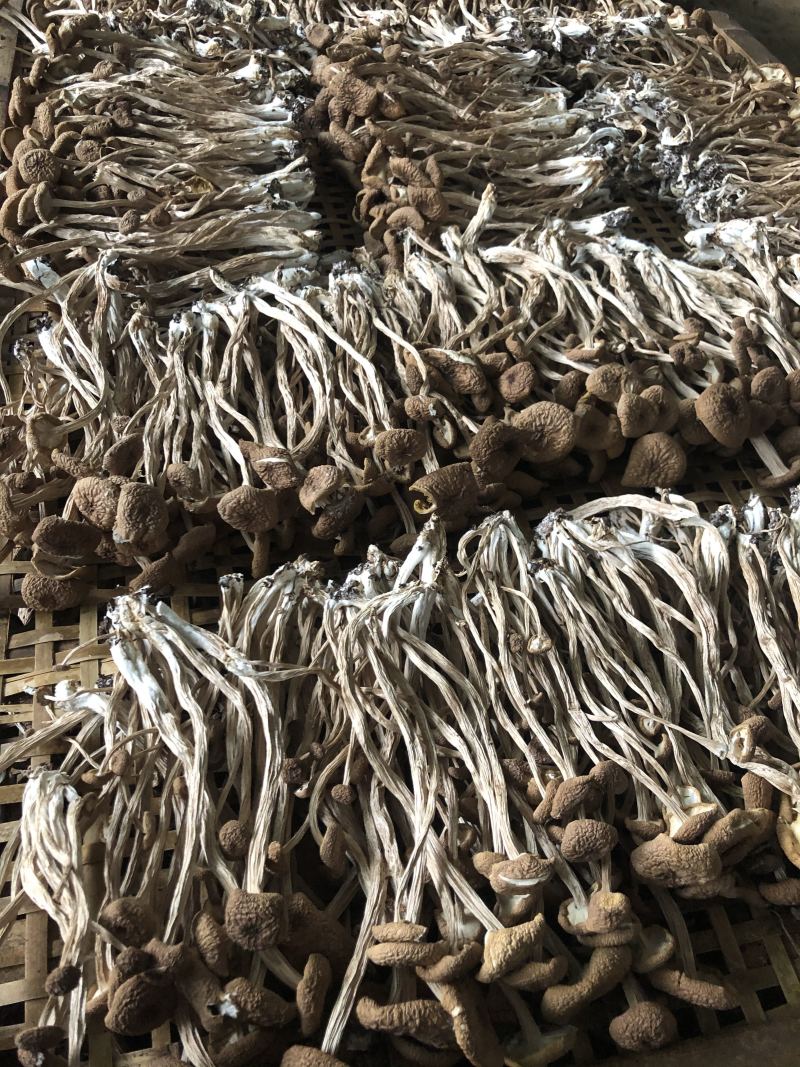 2025年新货三号茶树菇没开伞小帽子细条煲汤食材