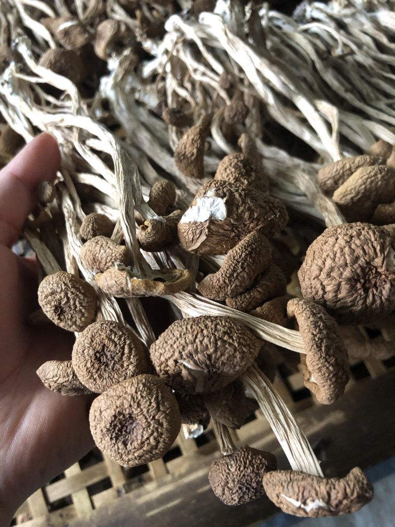 2025年新货三号茶树菇没开伞小帽子细条煲汤食材