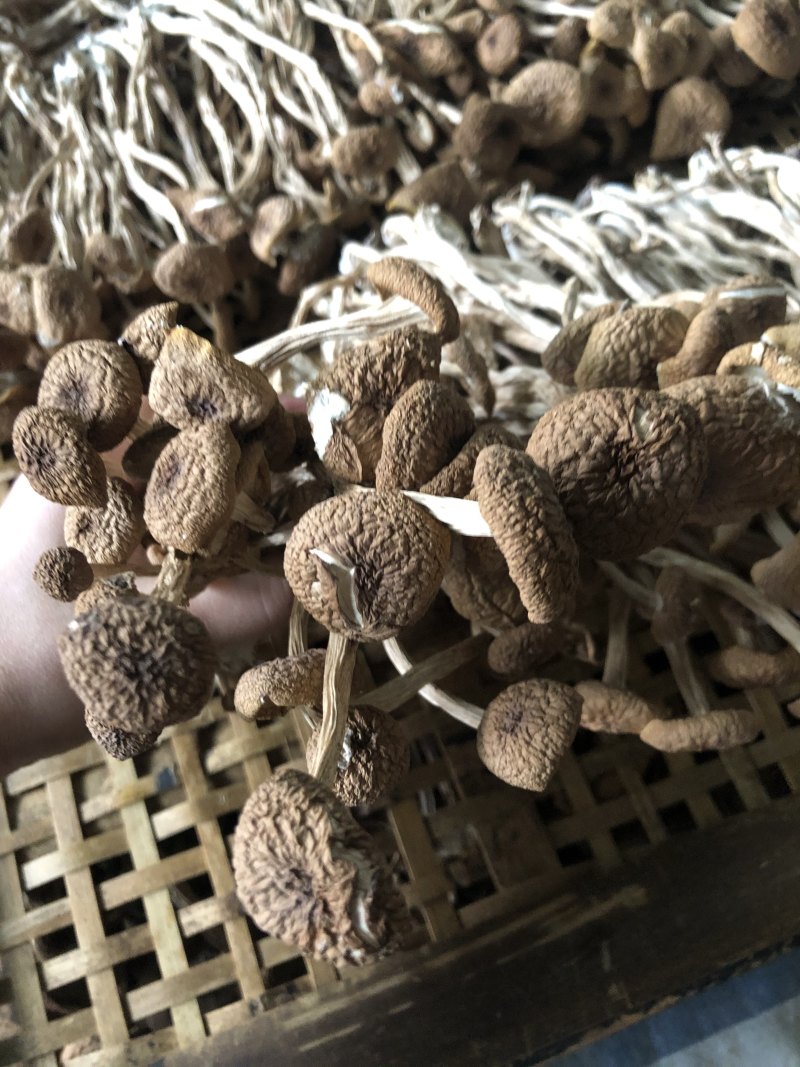 2025年新货三号茶树菇没开伞小帽子细条煲汤食材