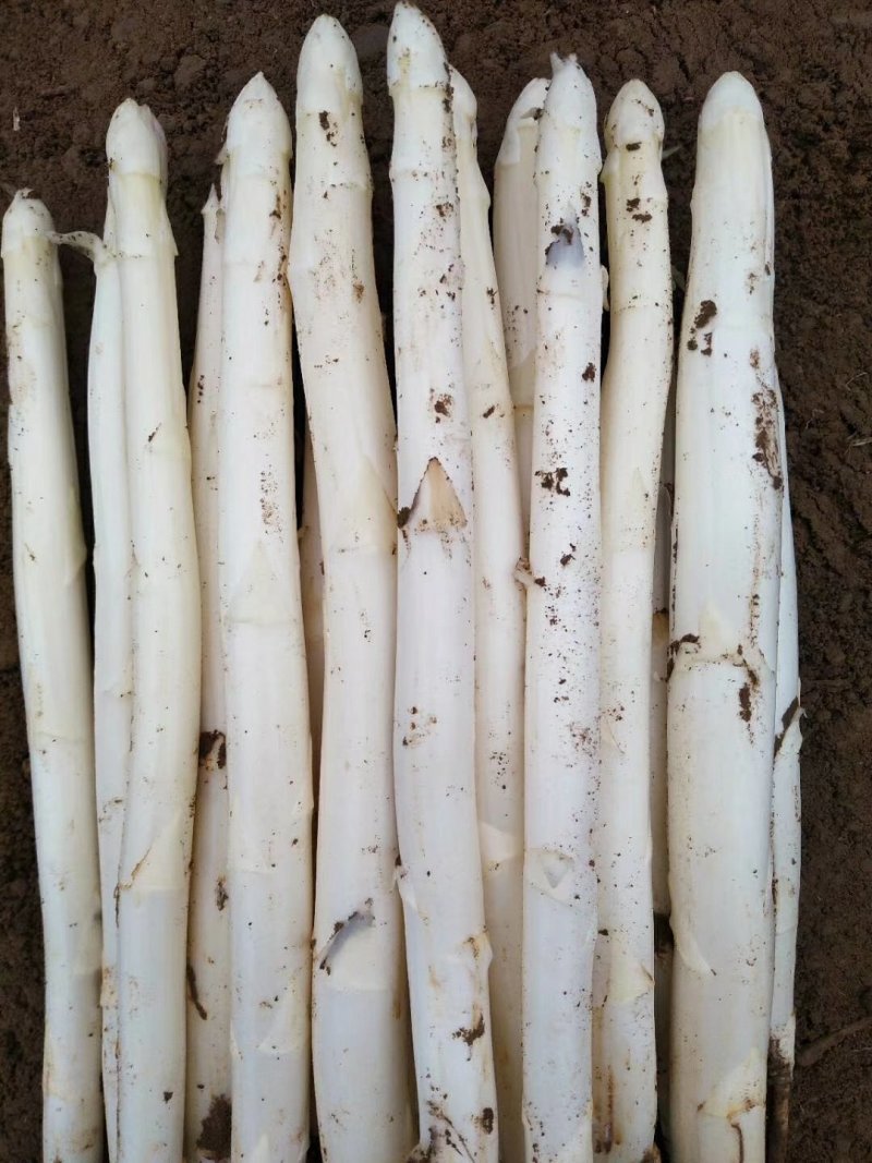 芦笋白芦笋一级笋超市电商供一件代发基地种植包邮