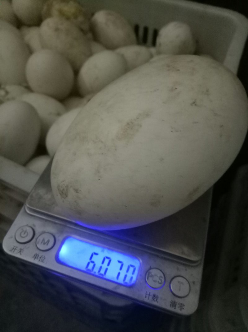 鹅蛋，自家养殖的土鹅蛋。