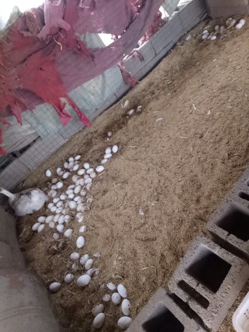 鹅蛋，自家养殖的土鹅蛋。