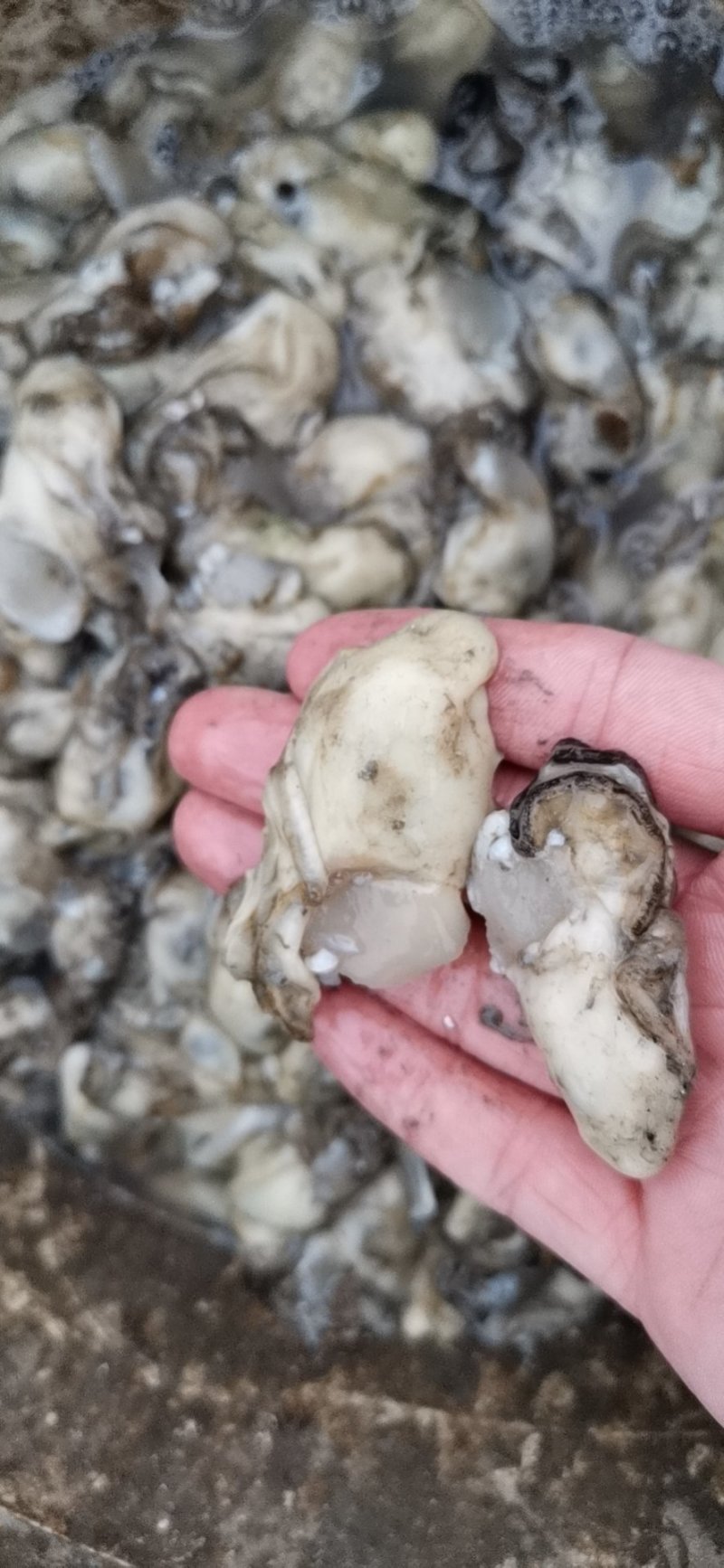 连云港批发新鲜原汁原浆生蚝肉牡蛎肉产地直发批发