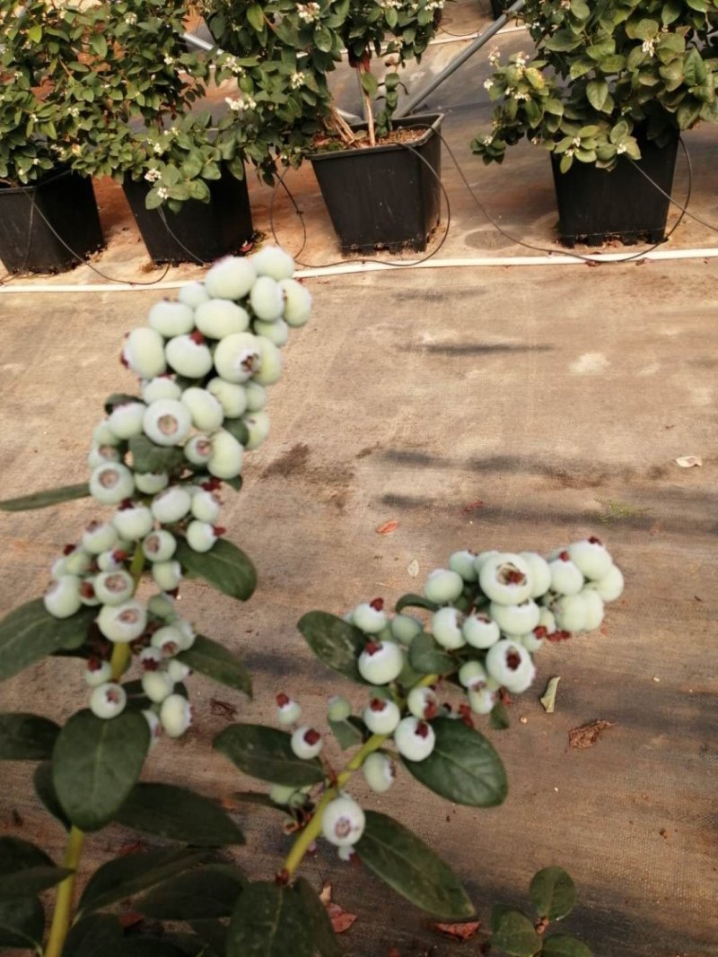 云南省红河州蒙自市岀售蓝莓(鲜果)