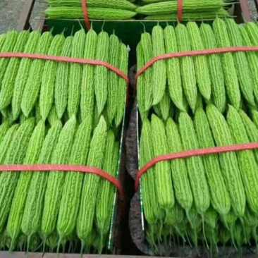 精品苦瓜质量特好适合超市市场电商