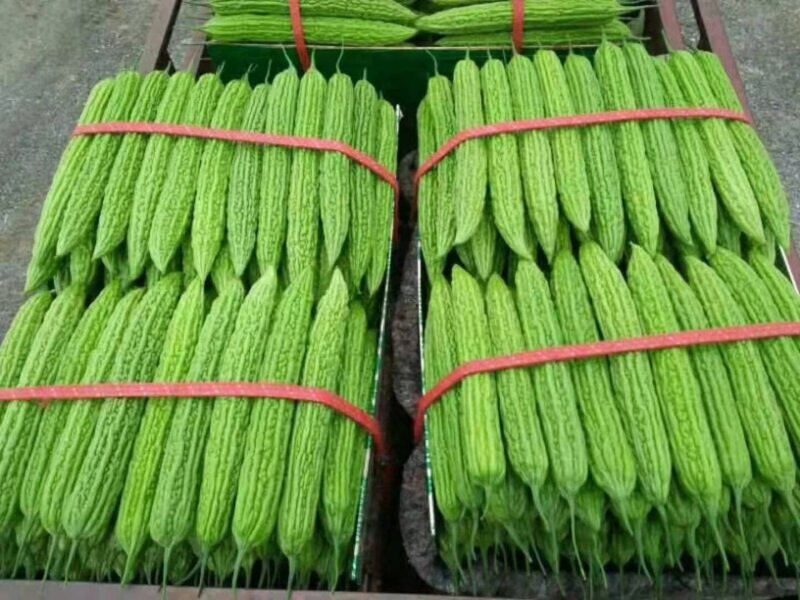 精品苦瓜质量特好适合超市市场电商
