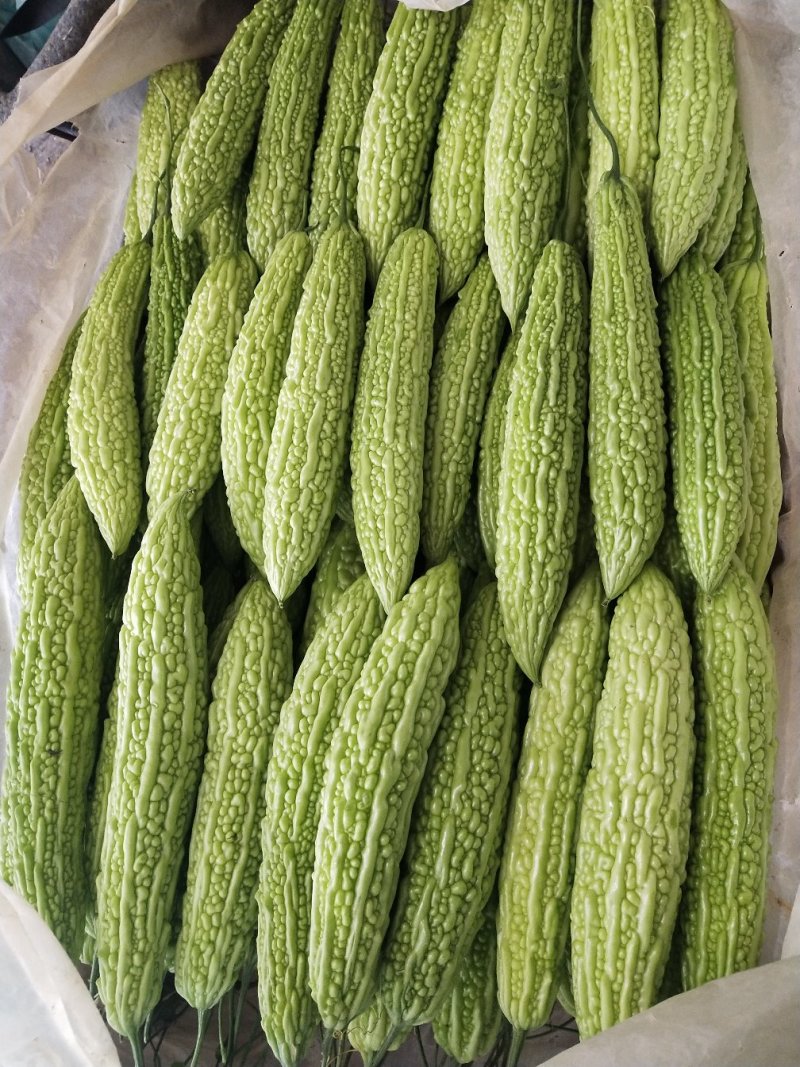 精品苦瓜质量特好适合超市市场电商