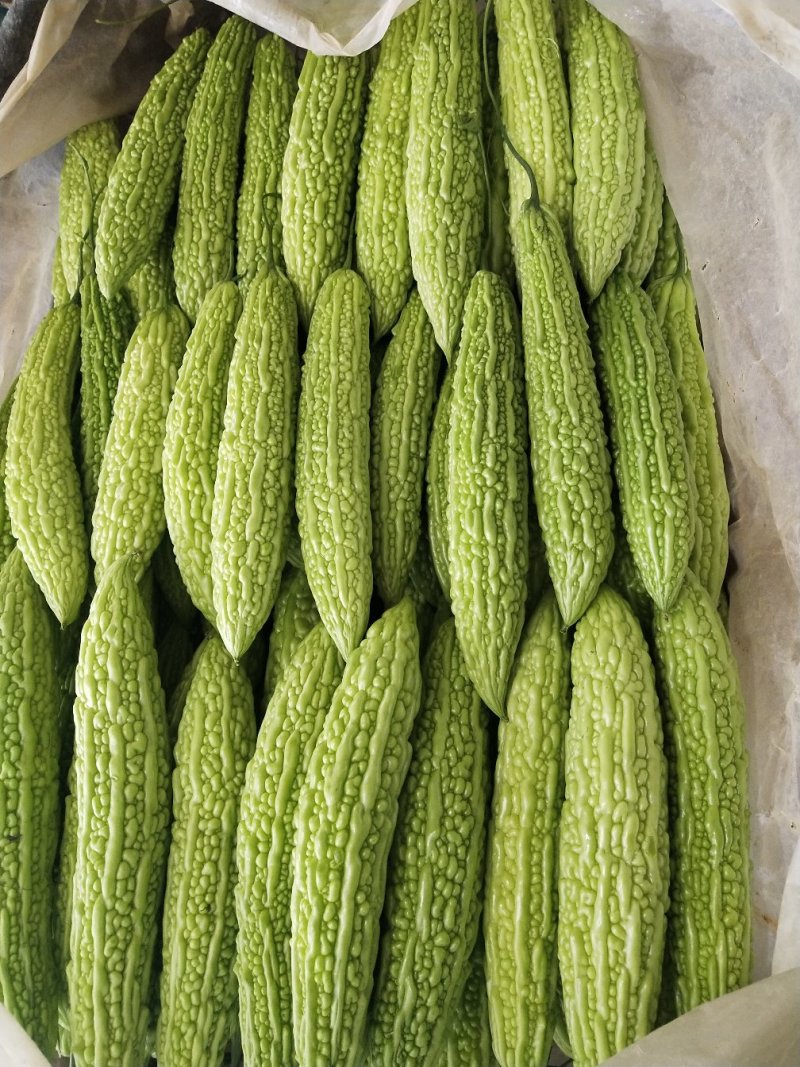 精品苦瓜质量特好适合超市市场电商