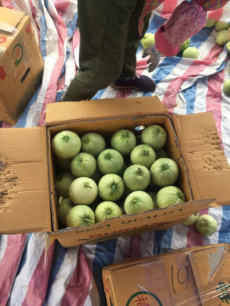 精品香瓜，正宗广西南宁宾阳广密一号，银辉牌香瓜