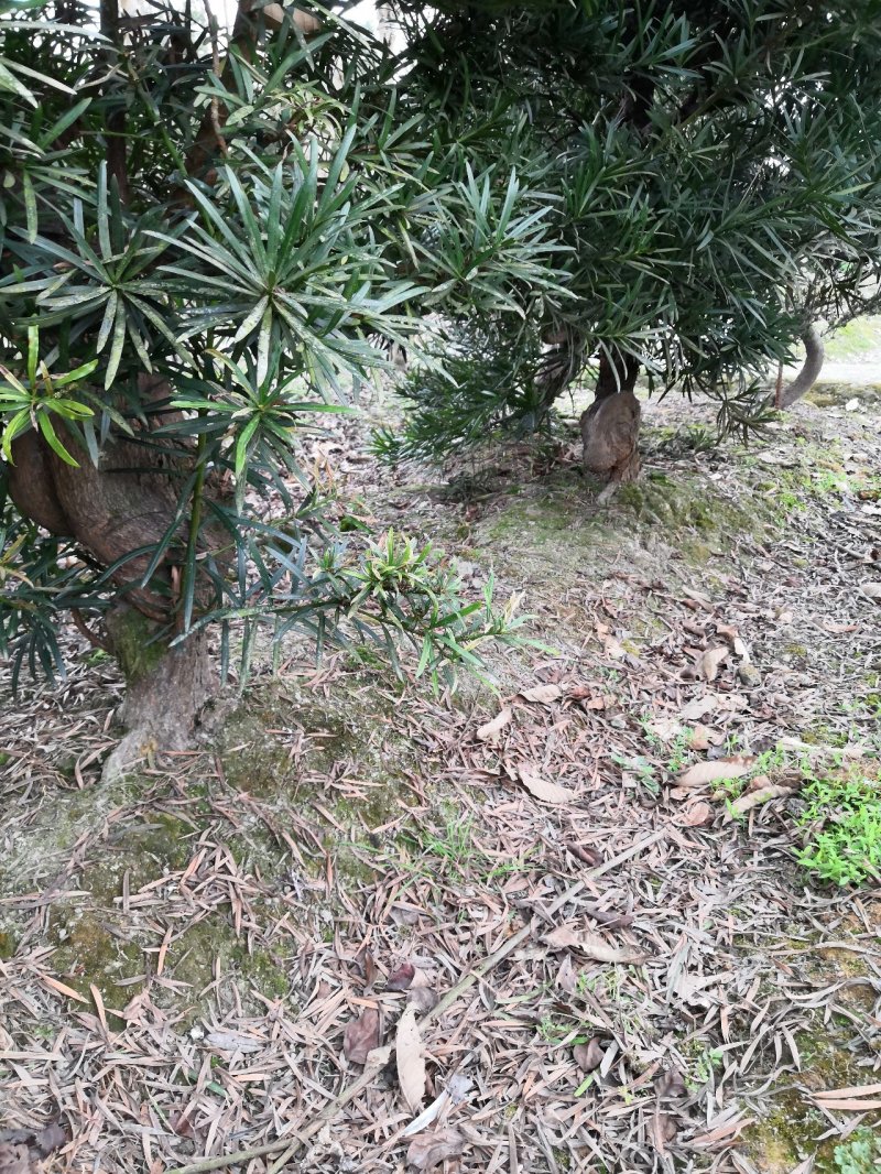罗汉松造型罗汉松罗汉松苗木