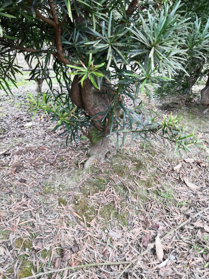 罗汉松造型罗汉松罗汉松苗木