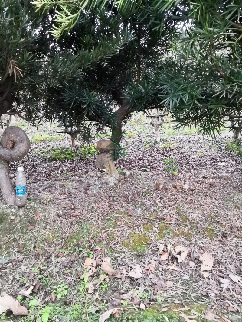 罗汉松造型罗汉松罗汉松苗木