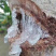 天然雪燕拉丝好，颜色干净产地直销大货供应，品质好。